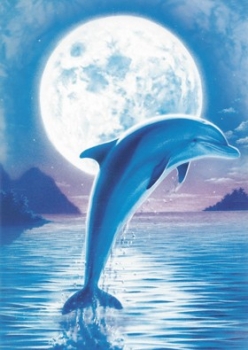Delphin - Krafttiere und Tierbilder Grußkarte