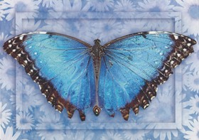 Blauer Schmetterling Krafttier Grußkarte